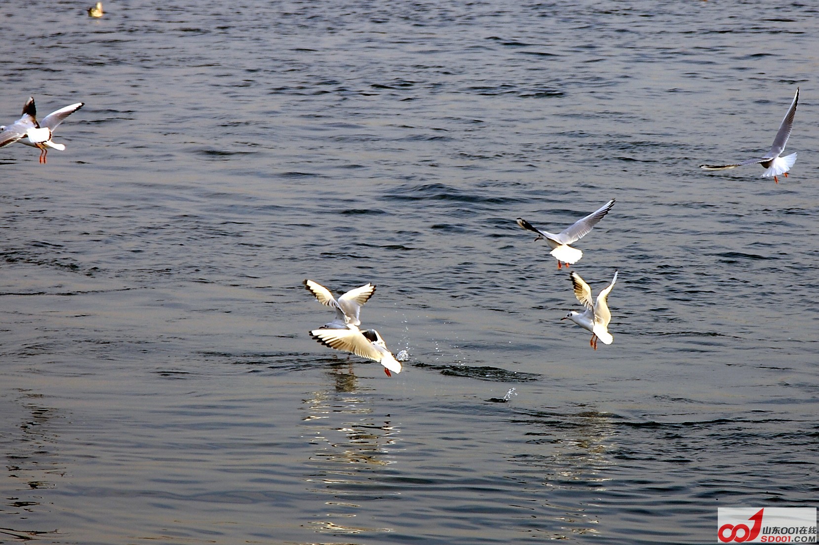 DPP_0036.JPG