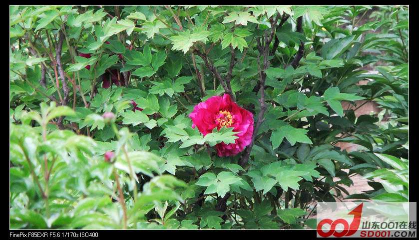 DSCF9971.jpg