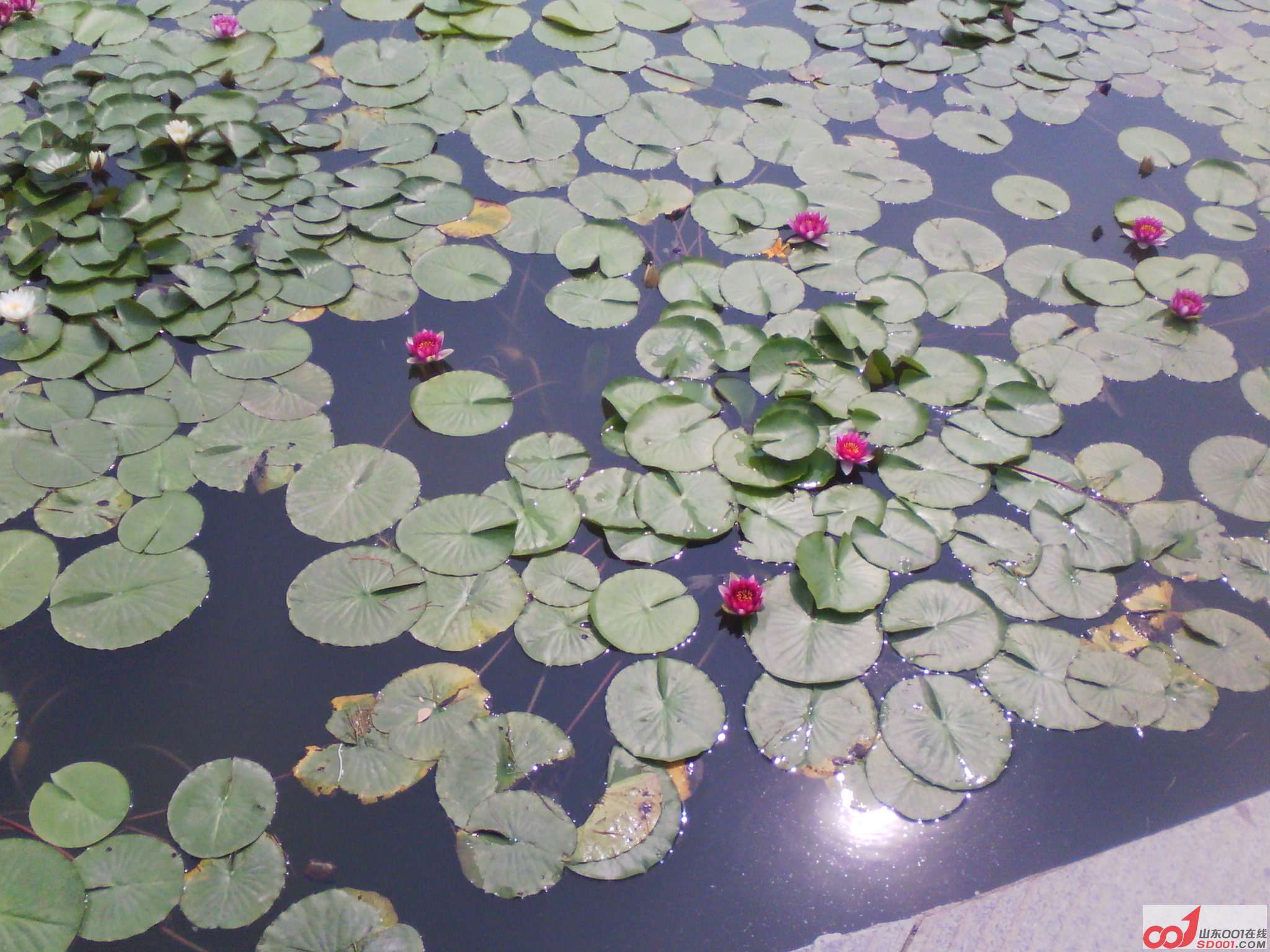 IMG_20120612_094701.jpg