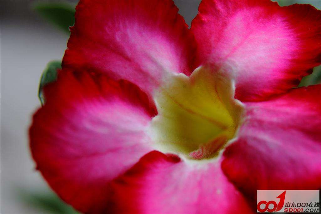 DPP_0018 ().JPG