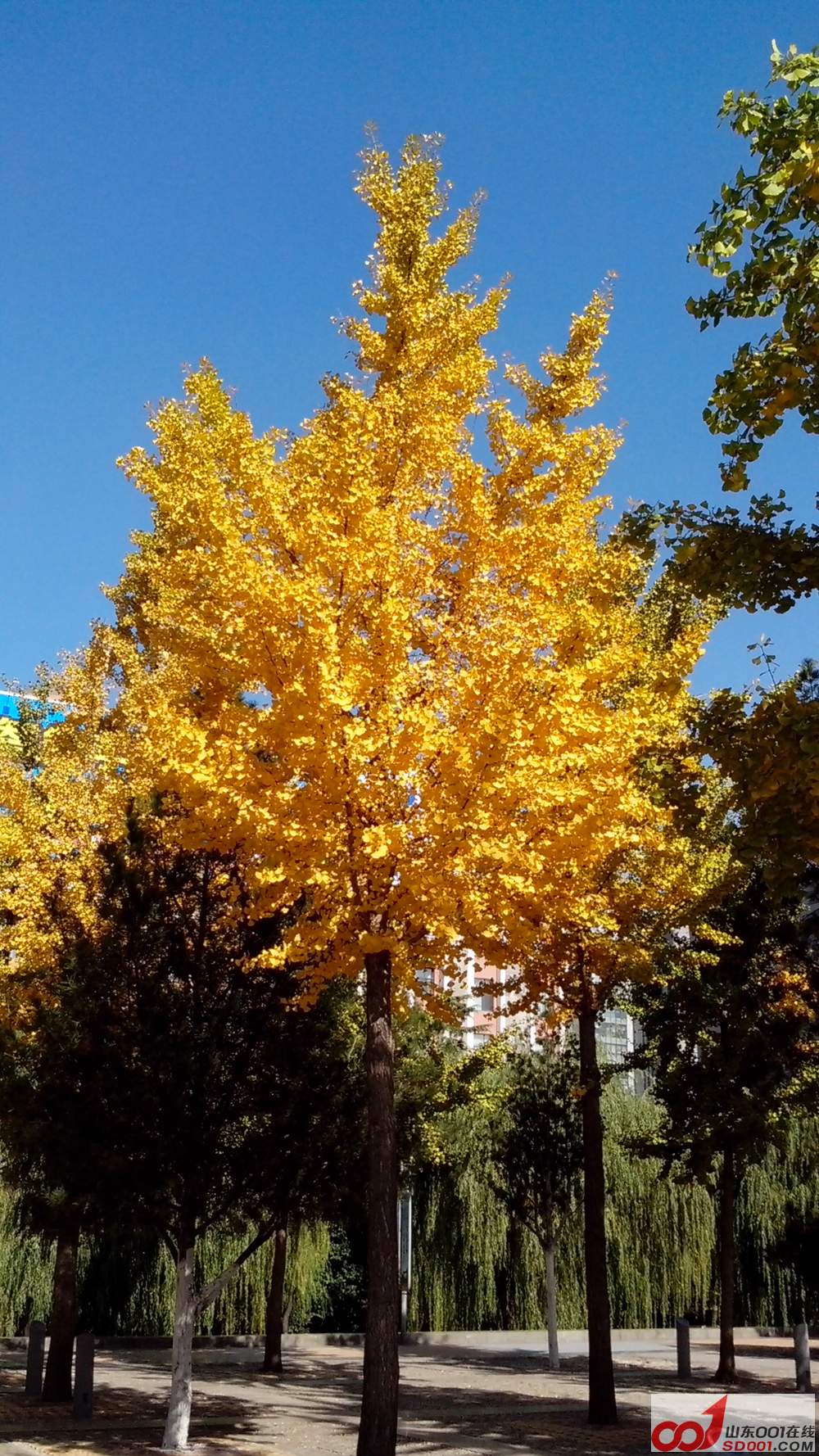 IMG_20131107_112802.jpg