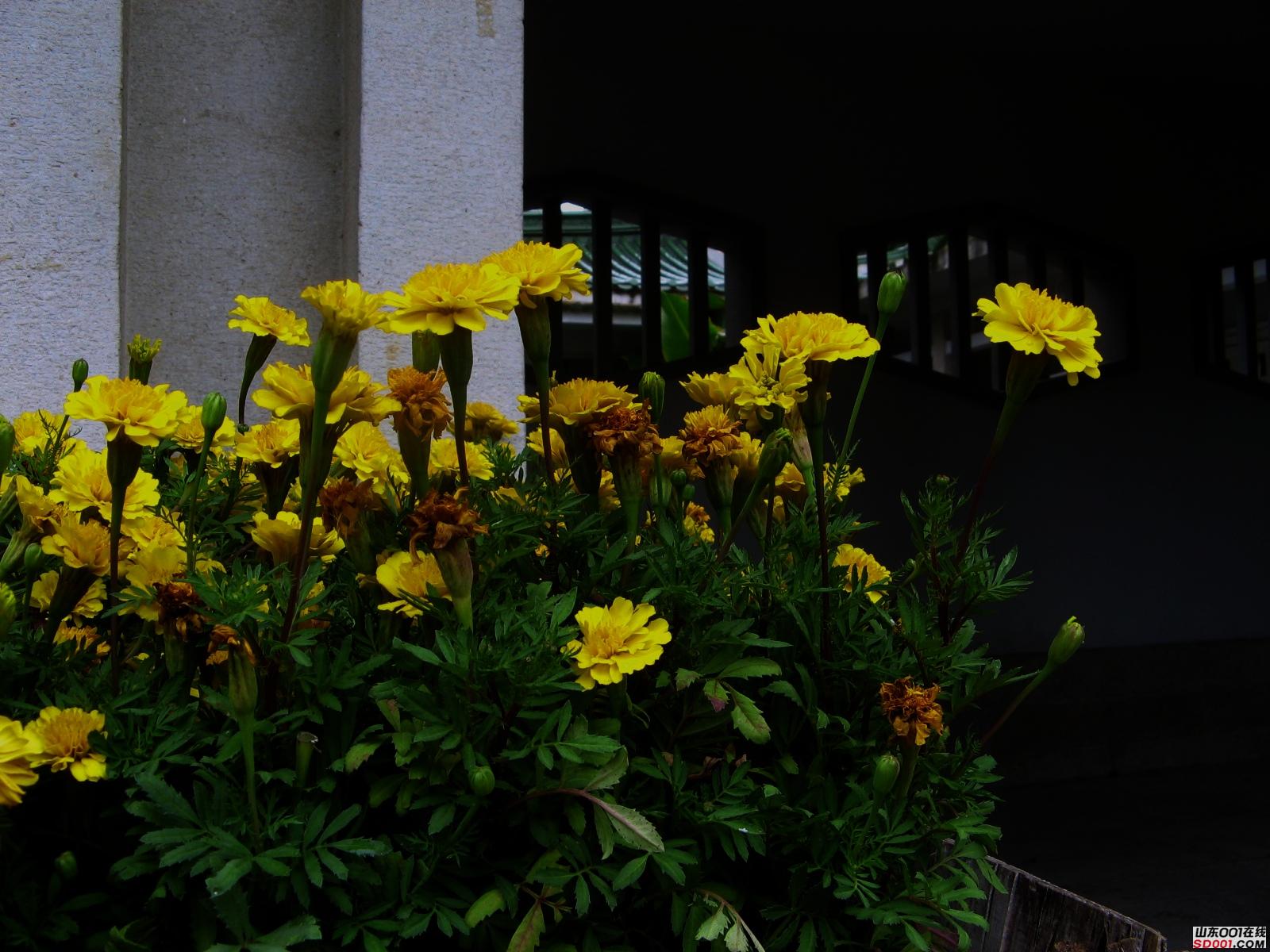 IMG_1184.JPG