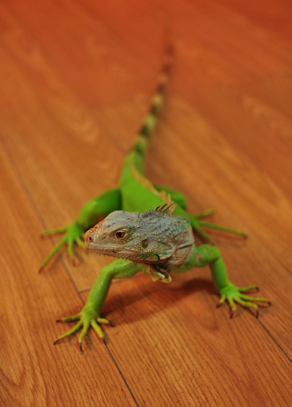 DSC_0042.JPG